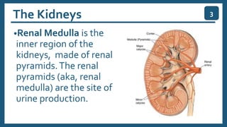 The Kidneys
•Renal Medulla is the
inner region of the
kidneys, made of renal
pyramids.The renal
pyramids (aka, renal
medulla) are the site of
urine production.
3
 