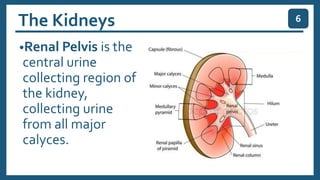 The Kidneys
•Renal Pelvis is the
central urine
collecting region of
the kidney,
collecting urine
from all major
calyces.
6
 