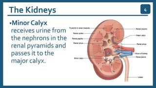 The Kidneys
•Minor Calyx
receives urine from
the nephrons in the
renal pyramids and
passes it to the
major calyx.
4
 