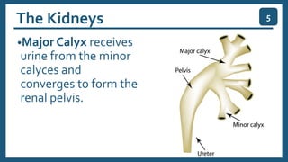 The Kidneys
•Major Calyx receives
urine from the minor
calyces and
converges to form the
renal pelvis.
5
 