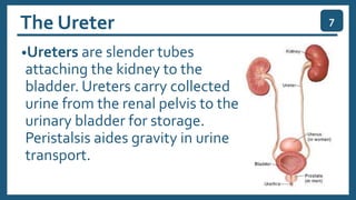 The Ureter
•Ureters are slender tubes
attaching the kidney to the
bladder. Ureters carry collected
urine from the renal pelvis to the
urinary bladder for storage.
Peristalsis aides gravity in urine
transport.
7
 