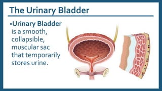 The Urinary Bladder
•Urinary Bladder
is a smooth,
collapsible,
muscular sac
that temporarily
stores urine.
 