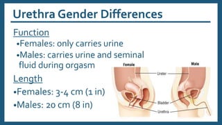 Urethra Gender Differences
Function
•Females: only carries urine
•Males: carries urine and seminal
fluid during orgasm
Length
•Females: 3-4 cm (1 in)
•Males: 20 cm (8 in)
 
