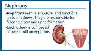 Nephrons
•Nephrons are the structural and functional
units of kidneys.They are responsible for
filtering blood and urine formation.
•Each kidney is composed
of over 1 million nephrons.
 