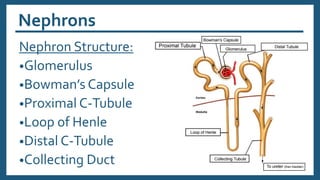 Nephrons
Nephron Structure:
•Glomerulus
•Bowman’s Capsule
•Proximal C-Tubule
•Loop of Henle
•Distal C-Tubule
•Collecting Duct
 