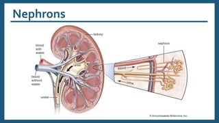 Nephrons
 