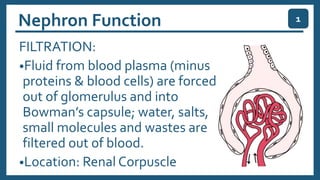 Nephron Function
FILTRATION:
•Fluid from blood plasma (minus
proteins & blood cells) are forced
out of glomerulus and into
Bowman’s capsule; water, salts,
small molecules and wastes are
filtered out of blood.
•Location: Renal Corpuscle
1
 