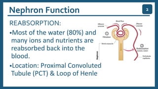 Nephron Function
REABSORPTION:
•Most of the water (80%) and
many ions and nutrients are
reabsorbed back into the
blood.
•Location: Proximal Convoluted
Tubule (PCT) & Loop of Henle
2
 