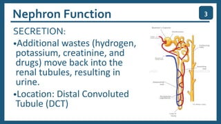 SECRETION:
•Additional wastes (hydrogen,
potassium, creatinine, and
drugs) move back into the
renal tubules, resulting in
urine.
•Location: Distal Convoluted
Tubule (DCT)
3
Nephron Function
 