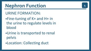 URINE FORMATION:
•Fine-tuning of K+ and H+ in
the urine to regulate levels in
blood
•Urine is transported to renal
pelvis
•Location: Collecting duct
4
Nephron Function
 