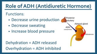 Functions:
• Decrease urine production
• Decrease sweating
• Increase blood pressure
Dehydration = ADH released
Overhydration = ADH inhibited
Role of ADH (Antidiuretic Hormone)
 
