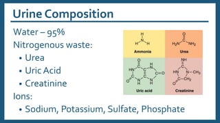 Urine Composition
Water – 95%
Nitrogenous waste:
• Urea
• Uric Acid
• Creatinine
Ions:
• Sodium, Potassium, Sulfate, Phosphate
 