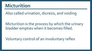 Micturition
Also called urination, diuresis, and voiding
Micturition is the process by which the urinary
bladder empties when it becomes filled.
Voluntary control of an involuntary reflex
 
