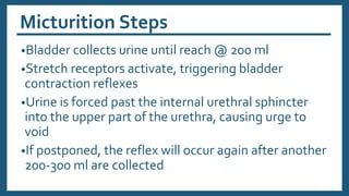 Micturition Steps
•Bladder collects urine until reach @ 200 ml
•Stretch receptors activate, triggering bladder
contraction reflexes
•Urine is forced past the internal urethral sphincter
into the upper part of the urethra, causing urge to
void
•If postponed, the reflex will occur again after another
200-300 ml are collected
 