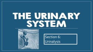 Section 6:
Urinalysis
 
