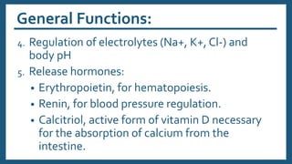 General Functions:
4. Regulation of electrolytes (Na+, K+, Cl-) and
body pH
5. Release hormones:
• Erythropoietin, for hematopoiesis.
• Renin, for blood pressure regulation.
• Calcitriol, active form of vitamin D necessary
for the absorption of calcium from the
intestine.
 