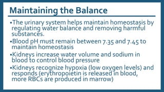 Maintaining the Balance
•The urinary system helps maintain homeostasis by
regulating water balance and removing harmful
substances.
•Blood pH must remain between 7.35 and 7.45 to
maintain homeostasis
•Kidneys increase water volume and sodium in
blood to control blood pressure
•Kidneys recognize hypoxia (low oxygen levels) and
responds (erythropoietin is released in blood,
more RBCs are produced in marrow)
 