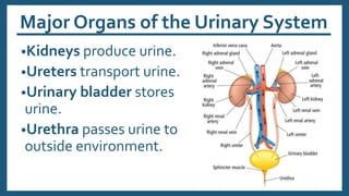 Major Organs of the Urinary System
•Kidneys produce urine.
•Ureters transport urine.
•Urinary bladder stores
urine.
•Urethra passes urine to
outside environment.
 