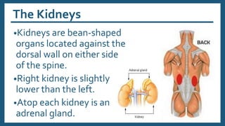 The Kidneys
•Kidneys are bean-shaped
organs located against the
dorsal wall on either side
of the spine.
•Right kidney is slightly
lower than the left.
•Atop each kidney is an
adrenal gland.
 