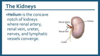 The Kidneys
•Helium is the concave
notch of kidneys
where renal artery,
renal vein, ureter,
nerves, and lymphatic
vessels converge.
 