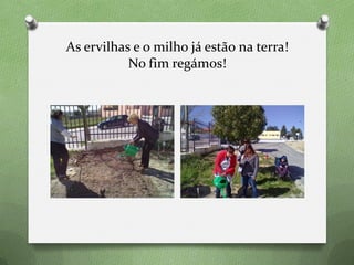As ervilhas e o milho já estão na terra!
No fim regámos!
 