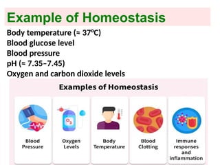 Comprehensive Overview of Homeostasis and Feedback Mechanisms in Human ...