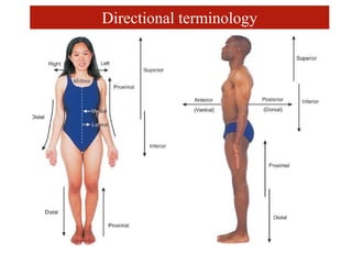 Directional terminology
 