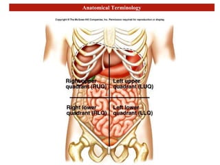 Anatomical Terminology
 