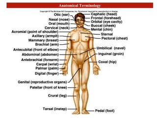 Anatomical Terminology
 