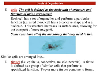 Levels of Organization
E. cells The cell is defined as the basic unit of structure and
function of living organisms!
Each cell has a set of organelles and performs a particular
function (i.e. a red blood cell has a biconcave shape and is a
nucleate. This structure increases its surface area, allowing for
the transport of more oxygen0.
Some cells have all of the machinery that they need to live.
Similar cells are arranged into...
F. tissues (i.e. epithelia, connective, muscle, nervous). A tissue
is defined as a group of similar cells that performs a
specialized function. Two or more tissues combine to form...
 