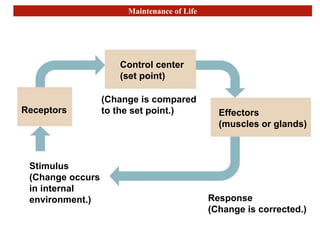 Maintenance of Life
Receptors
Control center
(set point)
Effectors
(muscles or glands)
Response
(Change is corrected.)
Stimulus
(Change occurs
in internal
environment.)
(Change is compared
to the set point.)
 