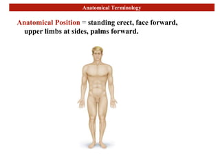 Anatomical Terminology
Anatomical Position = standing erect, face forward,
upper limbs at sides, palms forward.
 