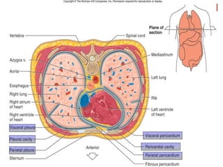 Organization of the Body
 