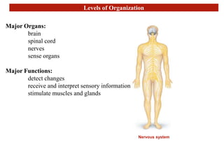 Levels of Organization
Nervous system
Major Organs:
brain
spinal cord
nerves
sense organs
Major Functions:
detect changes
receive and interpret sensory information
stimulate muscles and glands
 