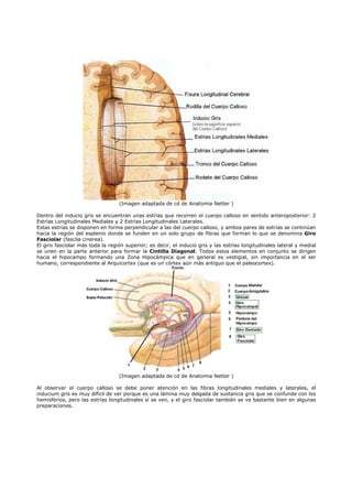 (Imagen adaptada de cd de Anatomia Netter )

Dentro del inducio gris se encuentran unas estrías que recorren el cuerpo calloso en sentido anteroposterior: 2
Estrías Longitudinales Mediales y 2 Estrías Longitudinales Laterales.
Estas estrías se disponen en forma perpendicular a las del cuerpo calloso, y ambos pares de estrías se continúan
hacia la región del esplenio donde se funden en un solo grupo de fibras que forman lo que se denomina Giro
Fasciolar (fascila cinerea).
El giro fasciolar más toda la región superior; es decir, el inducio gris y las estrías longitudinales lateral y medial
se unen en la parte anterior para formar la Cintilla Diagonal. Todos estos elementos en conjunto se dirigen
hacia el hipocampo formando una Zona Hipocámpica que en general es vestigial, sin importancia en el ser
humano, correspondiente al Arquicortex (que es un córtex aún más antiguo que el paleocortex).




                                  (Imagen adaptada de cd de Anatomia Netter )

Al observar el cuerpo calloso se debe poner atención en las fibras longitudinales mediales y laterales, el
inducium gris es muy difícil de ver porque es una lámina muy delgada de sustancia gris que se confunde con los
hemisferios, pero las estrías longitudinales sí se ven, y el giro fasciolar también se ve bastante bien en algunas
preparaciones.
 