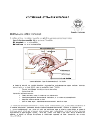 VENTRÍCULOS LATERALES E HIPOCAMPO




                                                                                          Clase Dr. Matamala
GENERALIDADES: SISTEMA VENTRICULAR


El encéfalo contiene 4 cavidades recubiertas por epéndimo que se conocen como ventrículos.
    Ventrículos Laterales (I y II)—> dentro del Telencéfalo.
    III Ventrículo —> en el Diencéfalo.
    IV Ventrículo —> en el Romboencéfalo.




                            (Imagen adaptada Curso de Neuroanatomía PUC, Chile)


    A veces se describe un “Quinto Ventrículo” para referirse a la cavidad del Septo Pelúcido. Pero esta
    denominación es errónea, debido a que la cavidad del Septo Pelúcido:
              -   No está revestida por epéndimo, sino por astrositos.
              -   No contiene LCE.
    La cavidad del Septo Pelúcido:
              -   Se encuentra en todos los recién nacidos prematuros.
              -   Se comienza a cerrar poco antes del nacimiento en los recién nacido de término.
              -   Se puede observar en TAC o RMN.
              -   Sólo en el 6% llega a presentarse más allá de los 6 meses de edad.


Los ventrículos verdaderos contienen en su interior líquido cerebro espinal (LCE), que es un líquido obtenido de
la filtración del plasma a nivel de los plexos coroideos (piamadre vascularizada) ubicados en los ventrículos.
El Líquido Cerebroespinal, que circula por todo los ventrículos, sale al espacio subaracnoideo a través de
forámenes, donde circula por el espacio subaracnoideo para reabsorberse a nivel de los Senos Venosos,
especialmente el Seno Sagital Superior, a nivel del Cráneo. Todo esto ocurre cada 8 horas. Al fallar este
sistema, el líquido no circula, provocando la Hidrocefalia (ejemplo de falla: obstrucción del foramen
interventricular).
 