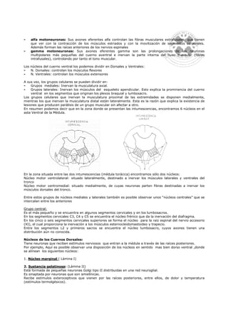 -   alfa motoneuronas: Sus axones eferentes alfa controlan las fibras musculares extrafusales, que tienen
    que ver con la contracción de los músculos estriados y con la movilización de segmentos corporales.
    Además forman las raíces anteriores de los nervios espinales
-   gamma motoneuronas: Sus axones eferentes gamma son las prolongaciones de las neuronas
    multipolares más pequeñas del cuerno aventral e inervan la parte interna del huso muscular (fibras
    intrafusales), controlando por tanto el tono muscular.

Los núcleos del cuerno ventral los podemos dividir en Dorsales y Ventrales:
-   N. Dorsales: controlan los músculos flexores
-   N. Ventrales: controlan los músculos extensores

A sus vez, los grupos celulares se pueden dividir en:
-    Grupos mediales: Inervan la musculatura axial.
-    Grupos laterales: Inervan los músculos del esqueleto apendicular. Esto explica la prominencia del cuerno
     ventral en los segmentos que originan los plexos braquial y lumbosacro.
Los grupos celulares que inervan la musculatura proximal de las extremidades se disponen medialmente,
mientras los que inervan la musculatura distal están lateralmente. Esta es la razón que explica la existencia de
lesiones que producen parálisis de un grupo muscular sin afectar a otro.
En resumen podemos decir que en la zona donde se presentan las intumescencias, encontramos 6 núcleos en el
asta Ventral de la Médula.




En la zona situada entre las dos intumescencias (médula torácica) encontramos sólo dos núcleos:
Núcleo motor ventrolateral: situado lateralmente, destinado a inervar los músculos laterales y ventrales del
tronco
Núcleo motor ventromedial: situado medialmente, de cuyas neuronas parten fibras destinadas a inervar los
músculos dorsales del tronco.

Entre estos grupos de núcleos mediales y laterales también es posible observar unos “núcleos centrales” que se
intercalan entre los anteriores

Grupo central:
Es el más pequeño y se encuentra en algunos segmentos cervicales y en los lumbosacros.
En los segmentos cervicales C3, C4 y C5 se encuentra el núcleo frénico que da la inervación del diafragma.
En los cinco o seis segmentos cervicales superiores se forma el núcleo para la raíz espinal del nervio accesorio
(XI), el cual proporciona la inervación a los músculos esternocleidomastoideo y trapecio.
Entre los segmentos L2 y primeros sacros se encuentra el núcleo lumbosacro, cuyos axones tienen una
distribución aún no conocida.

Núcleos de los Cuernos Dorsales:
Tiene neuronas que reciben estímulos nerviosos que entran a la médula a través de las raíces posteriores.
Por ejemplo, Aquí es posible observar una disposición de los núcleos en sentido mas bien dorso ventral ,donde
se alinean los siguientes núcleos:

1. Núcleo marginal ( Lámina I)

2. Sustancia gelatinosa: (Lámina II)
Está formada de pequeñas neuronas Golgi tipo II distribuidas en una red neuroglial.
Es sinaptada por neuronas que son amielínicas.
Recibe estímulos exteroceptivos que vienen por las raíces posteriores, entre ellos, de dolor y temperatura
(estímulos termolgésicos).
 