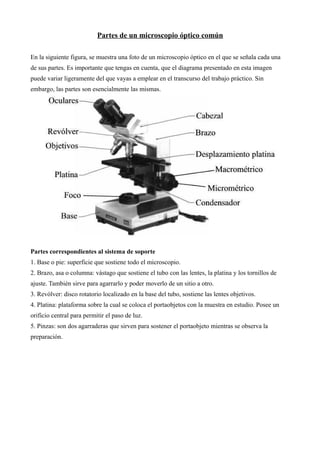 Partes de un microscopio óptico común
En la siguiente figura, se muestra una foto de un microscopio óptico en el que se señala cada una
de sus partes. Es importante que tengas en cuenta, que el diagrama presentado en esta imagen
puede variar ligeramente del que vayas a emplear en el transcurso del trabajo práctico. Sin
embargo, las partes son esencialmente las mismas.
Partes correspondientes al sistema de soporte
1. Base o pie: superficie que sostiene todo el microscopio.
2. Brazo, asa o columna: vástago que sostiene el tubo con las lentes, la platina y los tornillos de
ajuste. También sirve para agarrarlo y poder moverlo de un sitio a otro.
3. Revólver: disco rotatorio localizado en la base del tubo, sostiene las lentes objetivos.
4. Platina: plataforma sobre la cual se coloca el portaobjetos con la muestra en estudio. Posee un
orificio central para permitir el paso de luz.
5. Pinzas: son dos agarraderas que sirven para sostener el portaobjeto mientras se observa la
preparación.
 