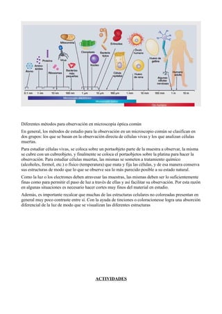Diferentes métodos para observación en microscopía óptica común
En general, los métodos de estudio para la observación en un microscopio común se clasifican en
dos grupos: los que se basan en la observación directa de células vivas y los que analizan células
muertas.
Para estudiar células vivas, se coloca sobre un portaobjeto parte de la muestra a observar, la misma
se cubre con un cubreobjeto, y finalmente se coloca el portaobjetos sobre la platina para hacer la
observación. Para estudiar células muertas, las mismas se someten a tratamiento químico
(alcoholes, formol, etc.) o físico (temperatura) que mata y fija las células, y de esa manera conserva
sus estructuras de modo que lo que se observe sea lo más parecido posible a su estado natural.
Como la luz o los electrones deben atravesar las muestras, las mismas deben ser lo suficientemente
finas como para permitir el paso de luz a través de ellas y así facilitar su observación. Por esta razón
en algunas situaciones es necesario hacer cortes muy finos del material en estudio.
Además, es importante recalcar que muchas de las estructuras celulares no coloreadas presentan en
general muy poco contraste entre sí. Con la ayuda de tinciones o coloracionesse logra una absorción
diferencial de la luz de modo que se visualizan las diferentes estructuras
ACTIVIDADES
 