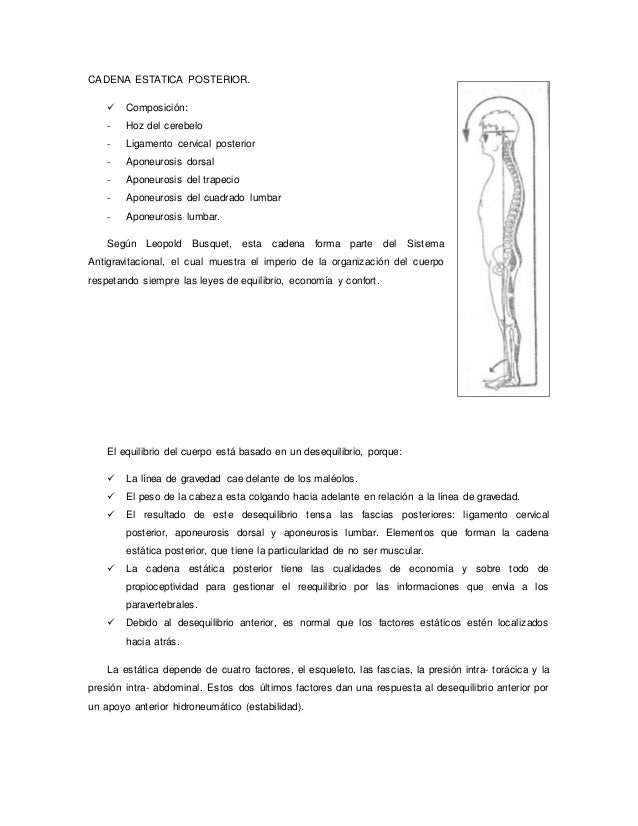 cadenas musculares word word de cadenas musculares cadenas musculares word word de cadenas musculares
