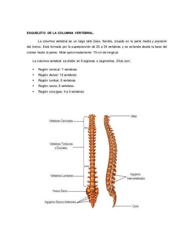cadenas musculares word word de cadenas musculares cadenas musculares word word de cadenas musculares