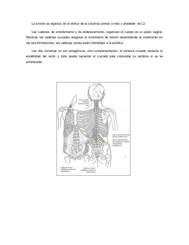 cadenas musculares word word de cadenas musculares cadenas musculares word word de cadenas musculares