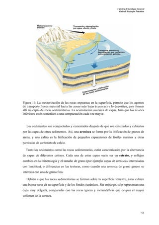 Cátedra de Geología General
Guía de Trabajos Prácticos

Figura 19. La meteorización de las rocas expuestas en la superficie, permite que los agentes
de transporte lleven material hacia las zonas más bajas (cuencas) y lo depositen, para formar
allí las capas de rocas sedimentarias. La acumulación sucesiva de capas, hará que los niveles
inferiores estén sometidos a una compactación cada vez mayor.

Los sedimentos son compactados y cementados después de que son enterrados y cubiertos
por las capas de otros sedimentos. Así, una arenisca se forma por la litificación de granos de
arena, y una caliza es la litificación de pequeños caparazones de fósiles marinos y otras
partículas de carbonato de calcio.
Tanto los sedimentos como las rocas sedimentarias, están caracterizados por la alternancia
de capas de diferentes colores. Cada una de estas capas suele ser un estrato, y reflejan
cambios en la mineralogía y el tamaño de grano (por ejemplo capas de areniscas intercaladas
con limolitas), o diferencias en las texturas, como cuando una arenisca de grano grueso se
intercala con una de grano fino.
Debido a que las rocas sedimentarias se forman sobre la superficie terrestre, éstas cubren
una buena parte de su superficie y de los fondos oceánicos. Sin embargo, solo representan una
capa muy delgada, comparadas con las rocas ígneas y metamórficas que ocupan el mayor
volúmen de la corteza.

55

 