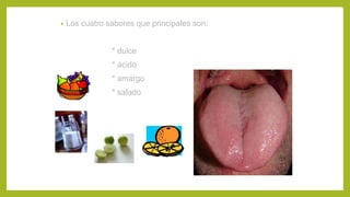 • Los cuatro sabores que principales son:
* dulce
* ácido
* amargo
* salado
 