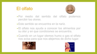 El olfato
• Por medio del sentido del olfato podemos
percibir los olores.
• Este sentido se encuentra en la nariz.
• El olfato nos ayuda a conocer los alimentos por
su olor y en que condiciones se encuentra.
• Cuando en un lugar olemos humo o gas el olfato
nos avisa para que nos alejemos de dicho lugar.
 