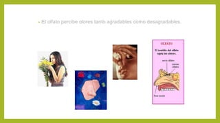 • El olfato percibe olores tanto agradables como desagradables.
 