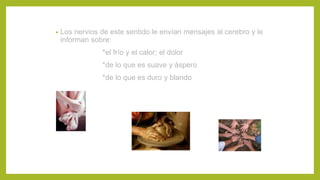 • Los nervios de este sentido le envían mensajes al cerebro y le
informan sobre:
*el frío y el calor; el dolor
*de lo que es suave y áspero
*de lo que es duro y blando
 