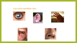 Los cinco sentidos son:
 