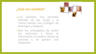 ¿Qué son sentidos?
• Los sentidos nos permiten
disfrutar de las cosas y al
mismo tiempo nos protegen de
enemigos y peligros.
• Son los encargados de recibir
los estímulos y llevar la
información al cerebro donde se
procesa y se genera una
respuesta.
 
