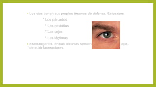 • Los ojos tienen sus propios órganos de defensa. Estos son:
* Los párpados
* Las pestañas
* Las cejas
* Las lágrimas
• Estos órganos, en sus distintas funciones, protegen a los ojos
de sufrir laceraciones.
 